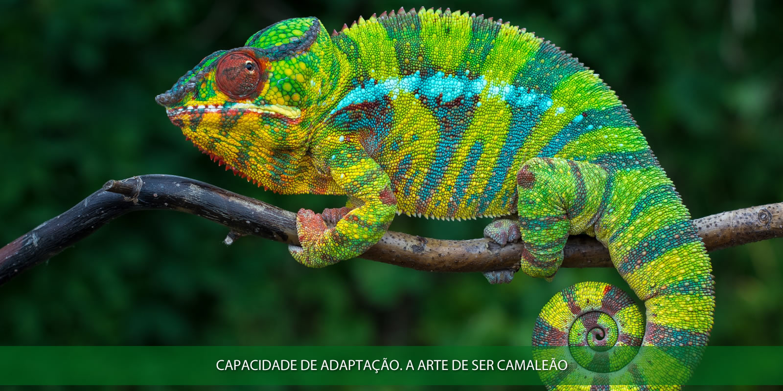 CAPACIDADE DE ADAPTAÇÃO. A EVOLUÇÃO PASSA POR AQUI